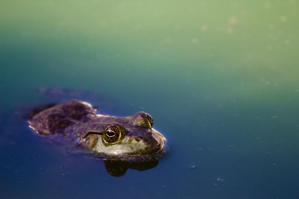 Free Image of Frog Close-Up in Body of Water 
