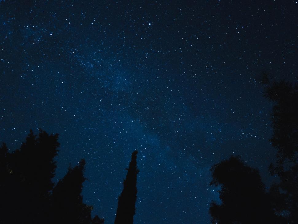 Free Image of Starry Night Sky With Silhouettes of Trees 