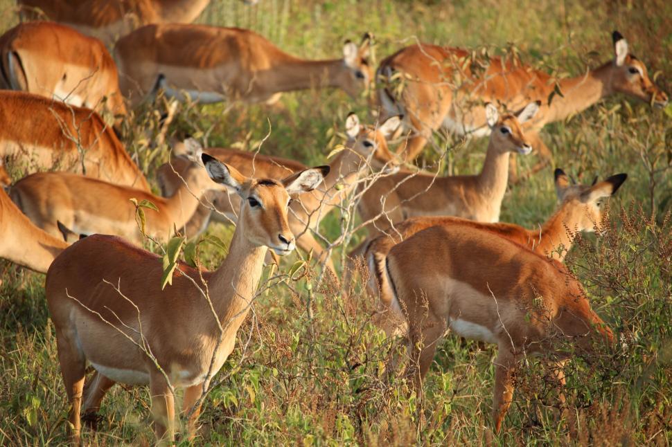Free Image of Herd of Antelope Grazing on Grass-Covered Field 