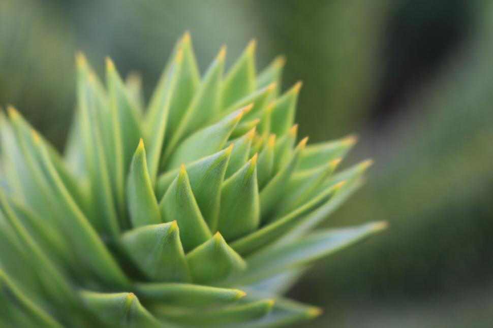 Free Image of Close Up of Green Plant With Yellow Tips 