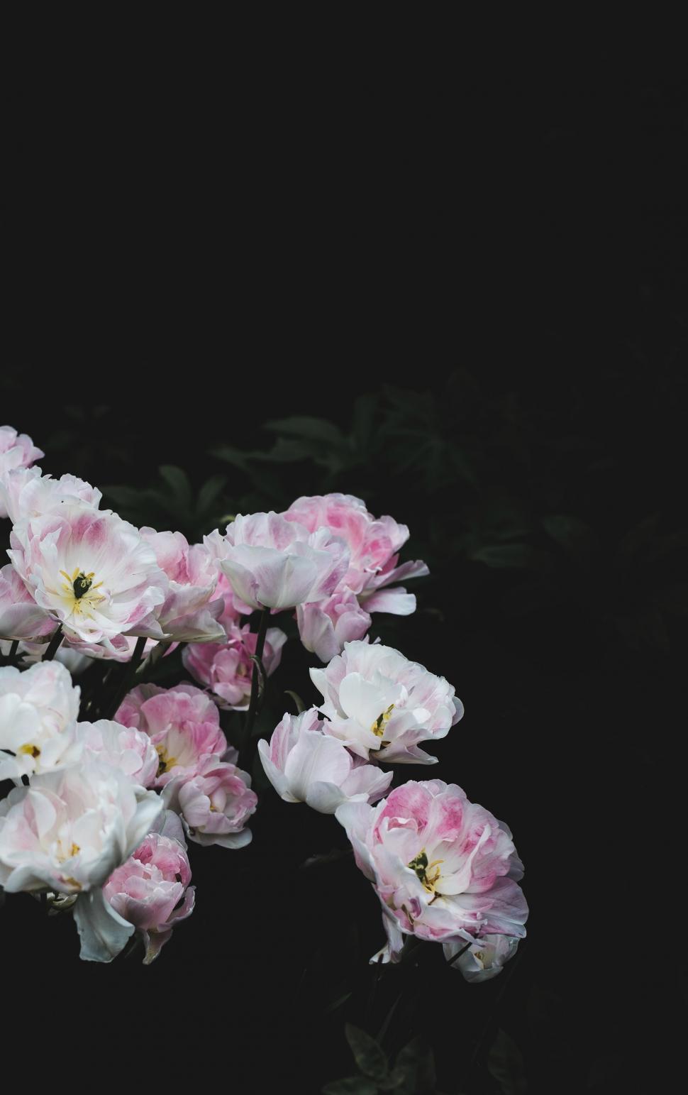 Free Image of Pink and White Flowers on Black Background 