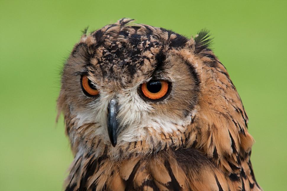 Free Image of Close Up of Owl on Green Background 