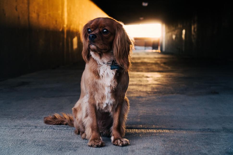 Free Image of Brown and White Dog Sitting in a Tunnel 
