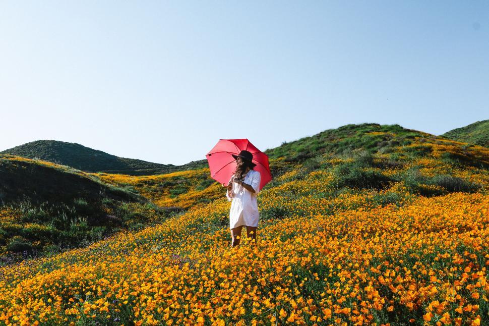 Free Image of Woman Holding Red Umbrella Walking Through Field of Flowers 