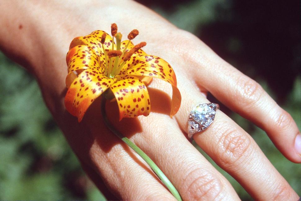 Download Free Stock Photo of Tiger Lily and Wedding Ring 