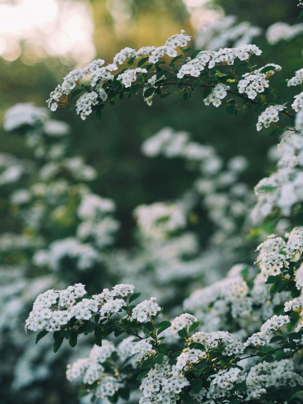 Free Image of Cluster of White Flowers in a Meadow 