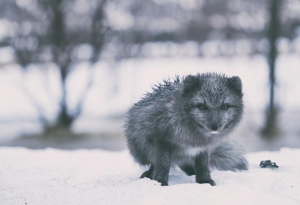 Free Image of Small Animal Standing on Snow Covered Ground 
