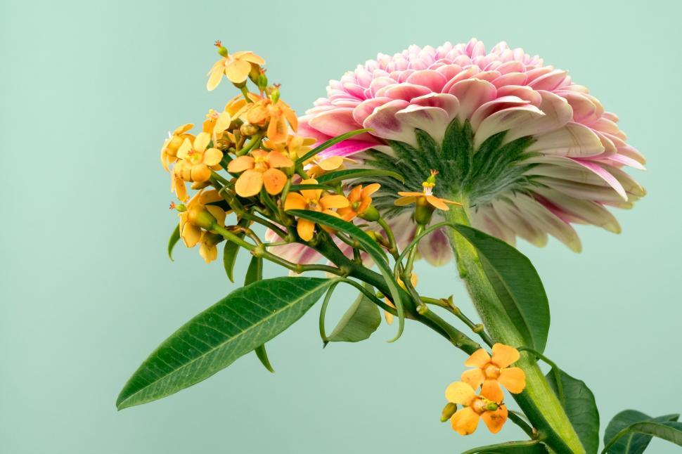 Free Image of Pink and Yellow Flower With Green Leaves 