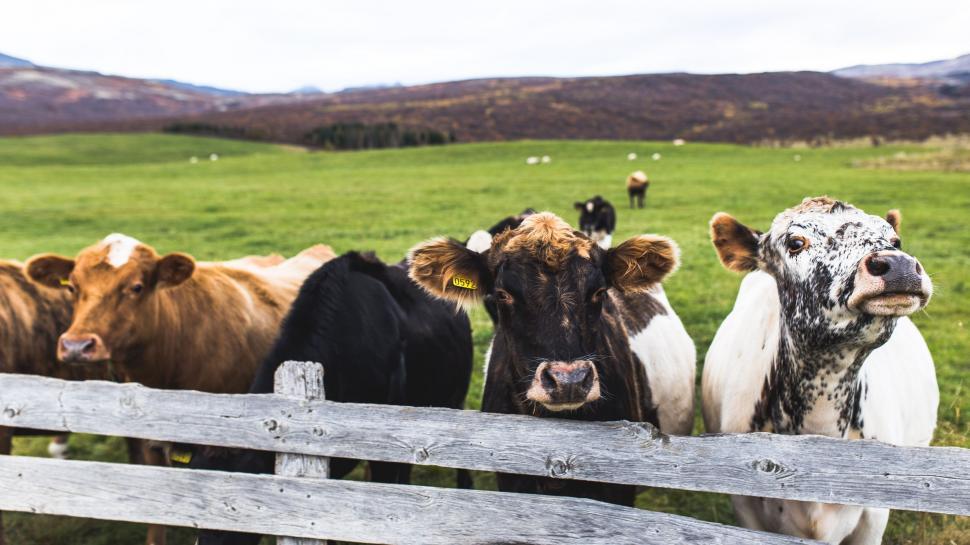 Free Image of Herd of Cows Standing Next to Wooden Fence 