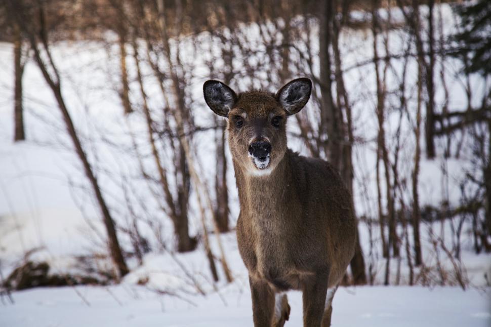 Free Image of Deer Standing in Snow in Front of Trees 