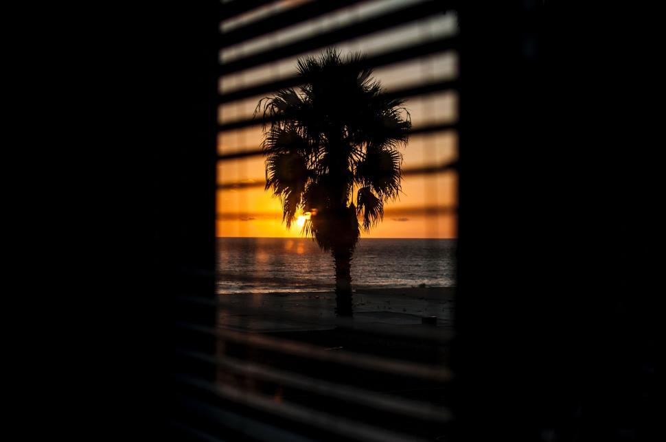 Free Image of Palm Tree Through Window 