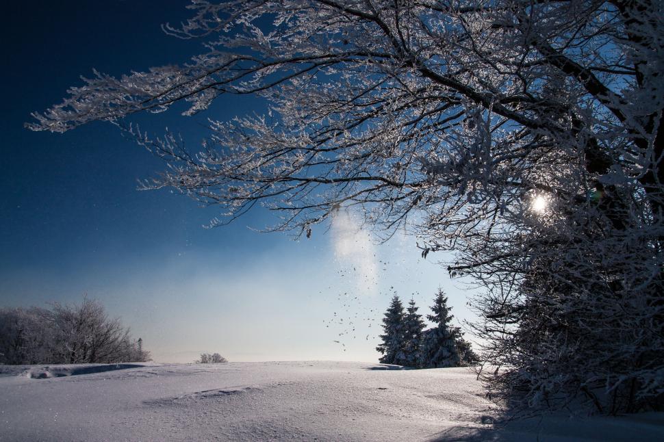 Free Image of Snow Covered Field With Trees in Background 