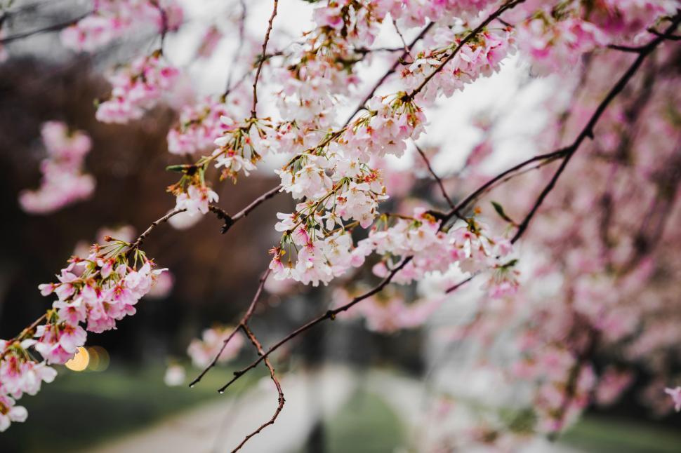 Free Image of Close Up of Tree With Pink Flowers 