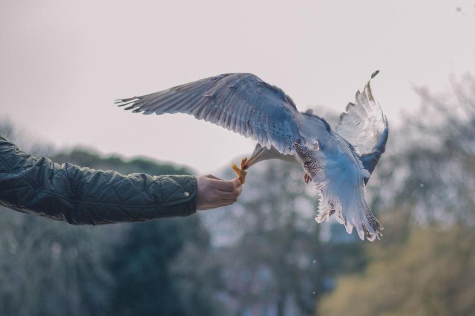 Free Image of Man Holding Bird in Hand 
