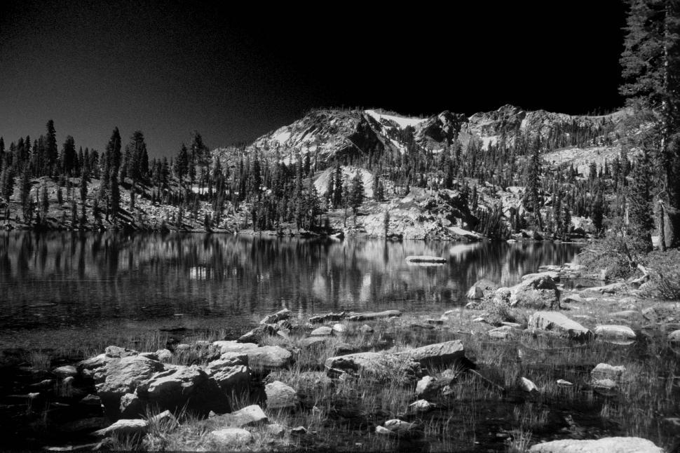 Free Image of Sierra Nevada Mountains and Pine Trees with Snow - B&W 