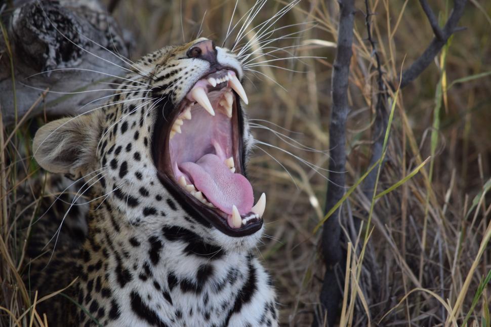 Free Image of Leopard Roaring With Wide Open Mouth 