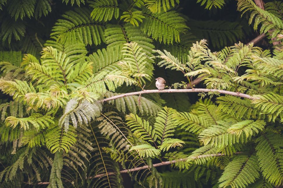 Free Image of Bird Perched on Branch in Forest 