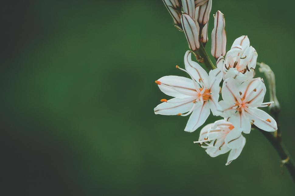 Free Image of Close Up of a White Flower on a Stem 