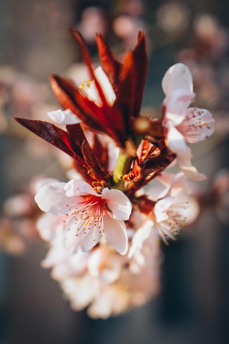 Free Image of Close-up of Flower on Tree 