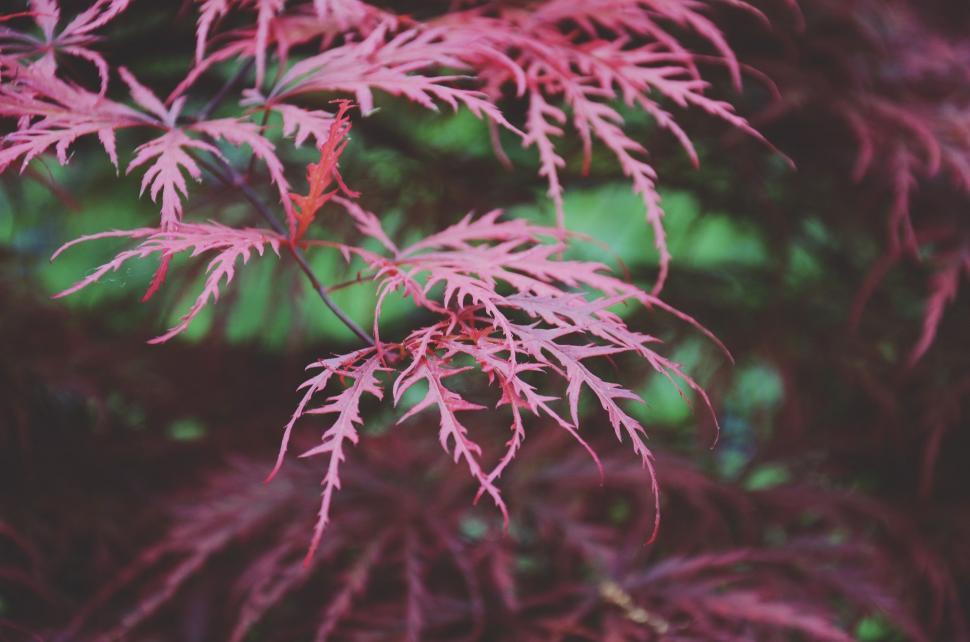 Free Image of Close Up of Tree With Red Leaves 