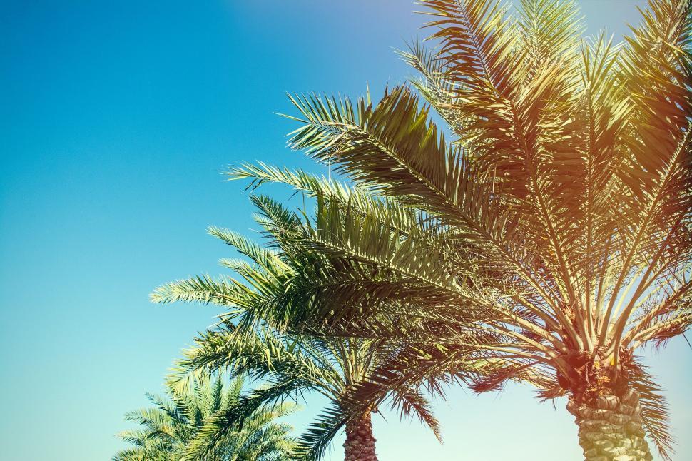Free Image of Two Palm Trees Next to Each Other 
