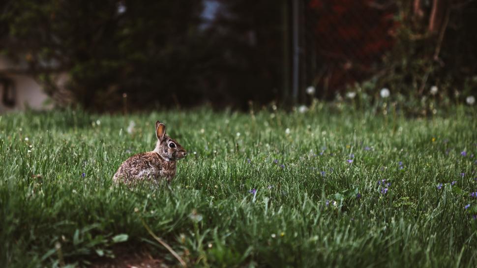 Free Image of Rabbit Sitting in Grass in Yard 