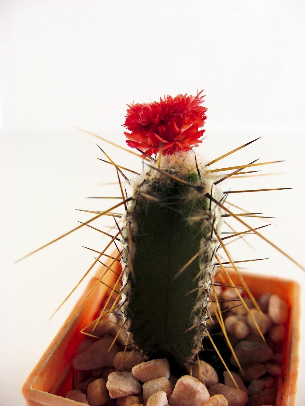 Free Image of Cactus and bloom 