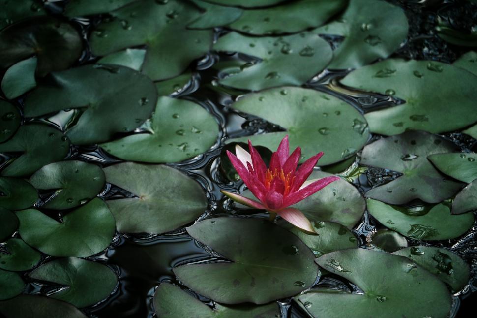 Free Image of Small Red Flower on Lily Pads 