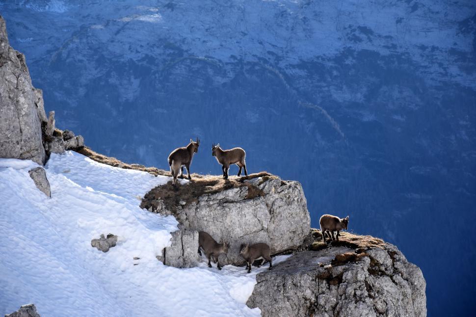 Free Image of Goats Standing on Snow Covered Mountain 
