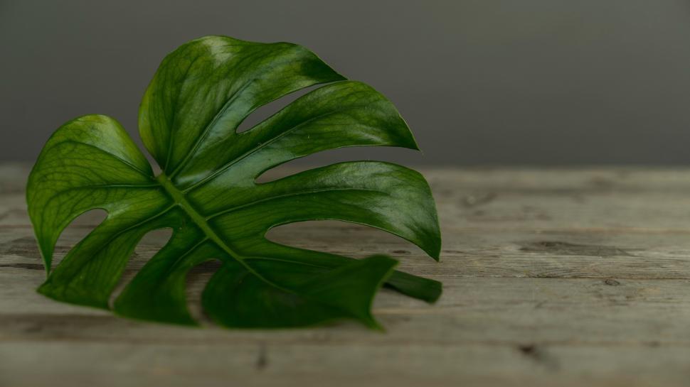 Free Image of Green Leaf on Wooden Table 