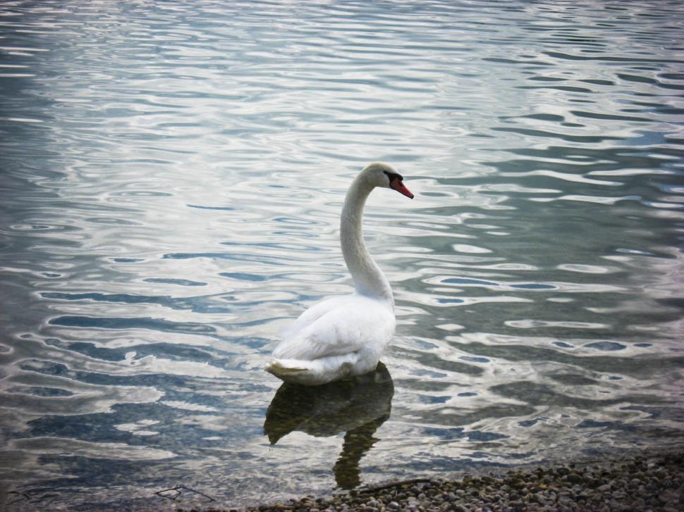Free Image of White swan on the lake 