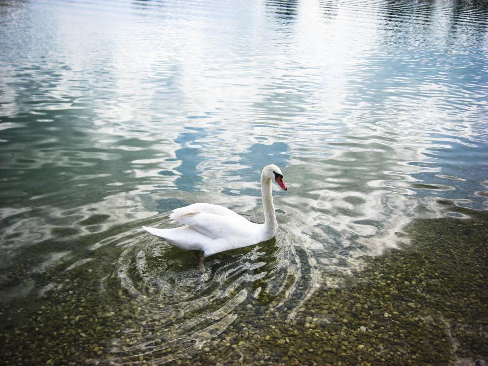 Free Image of Single swan on the water 