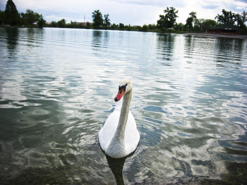Free Image of Floating swan 