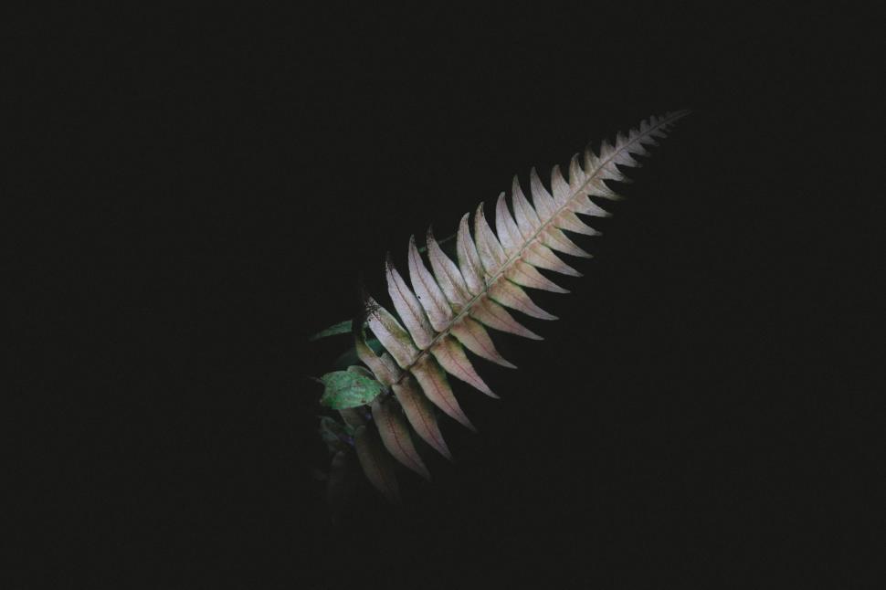 Free Image of White Fern Leaf on Black Background 