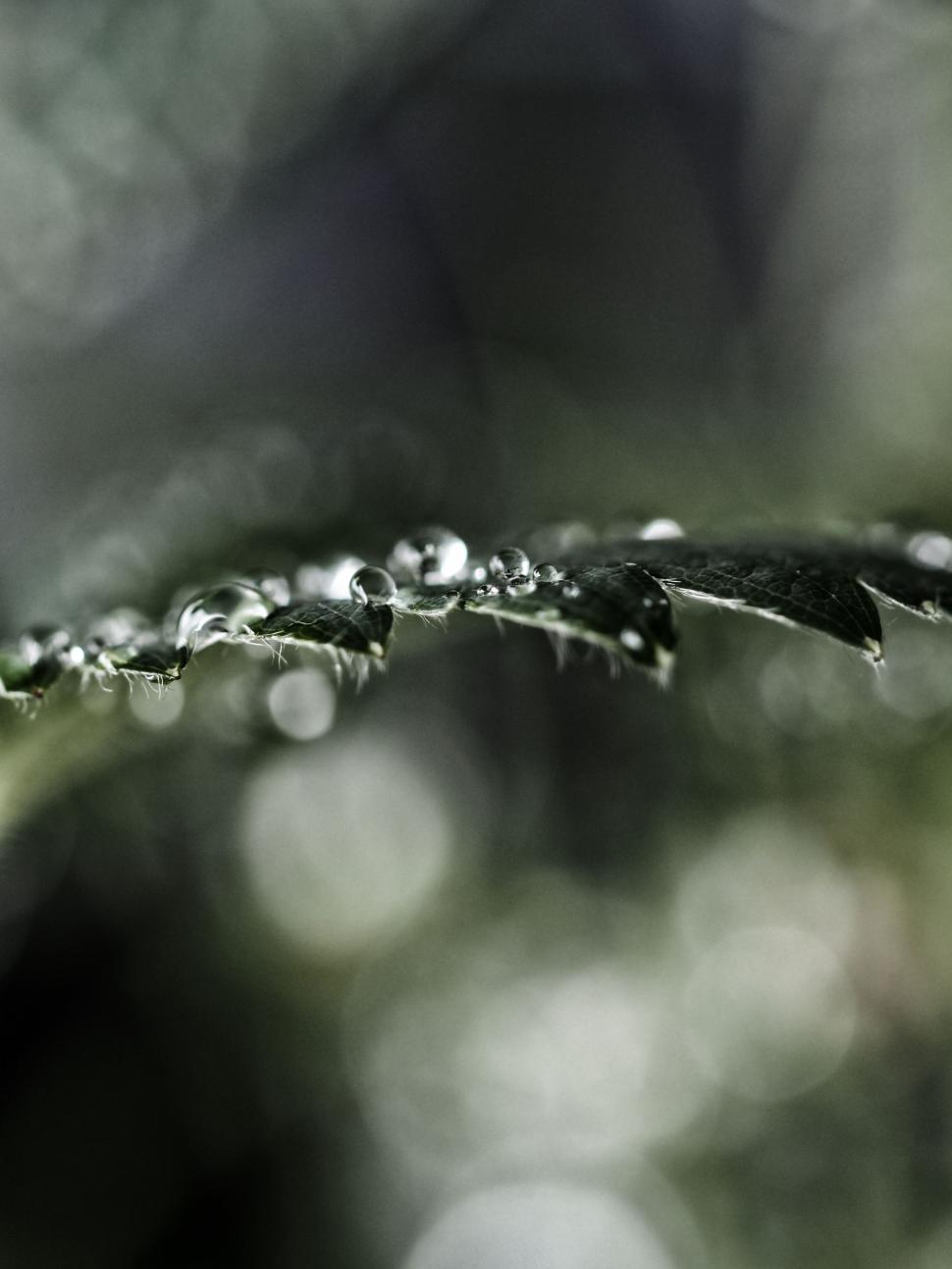 Free Image of Water Droplets on a Leaf 