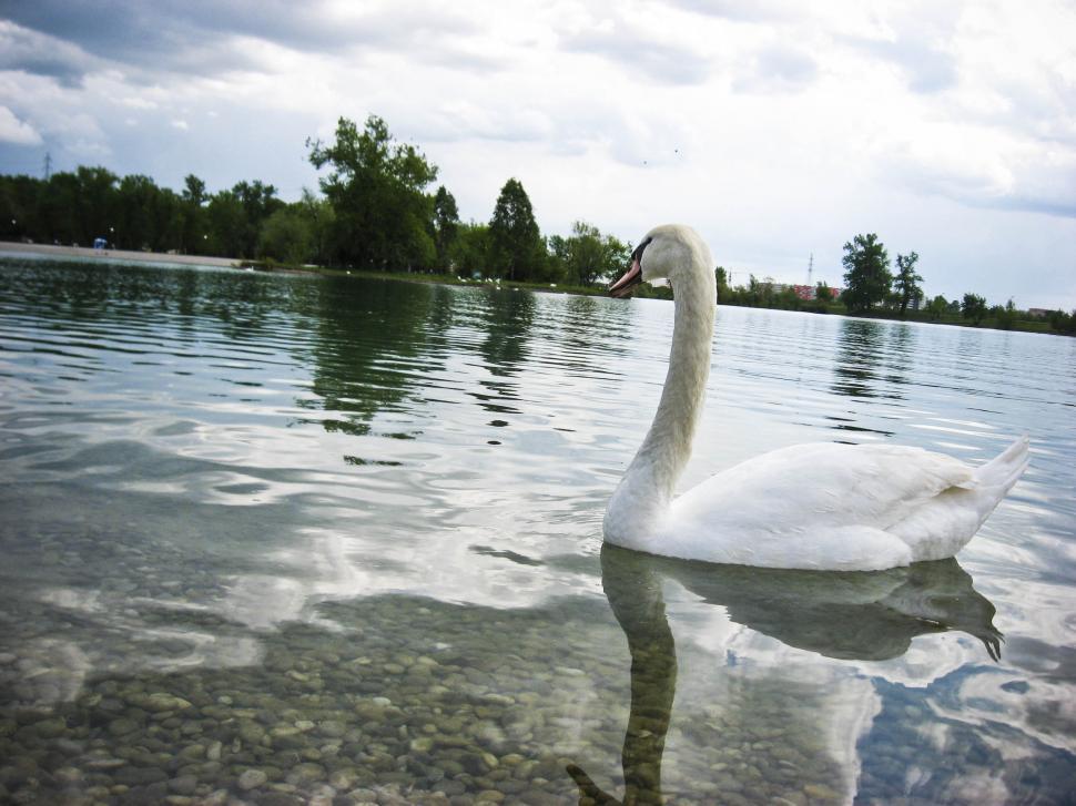 Free Image of Lake with swan 