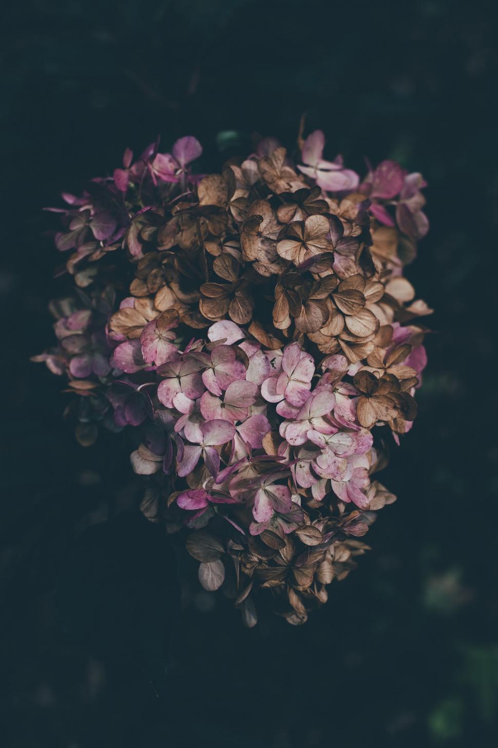 Free Image of Cluster of Purple Flowers on Black Background 