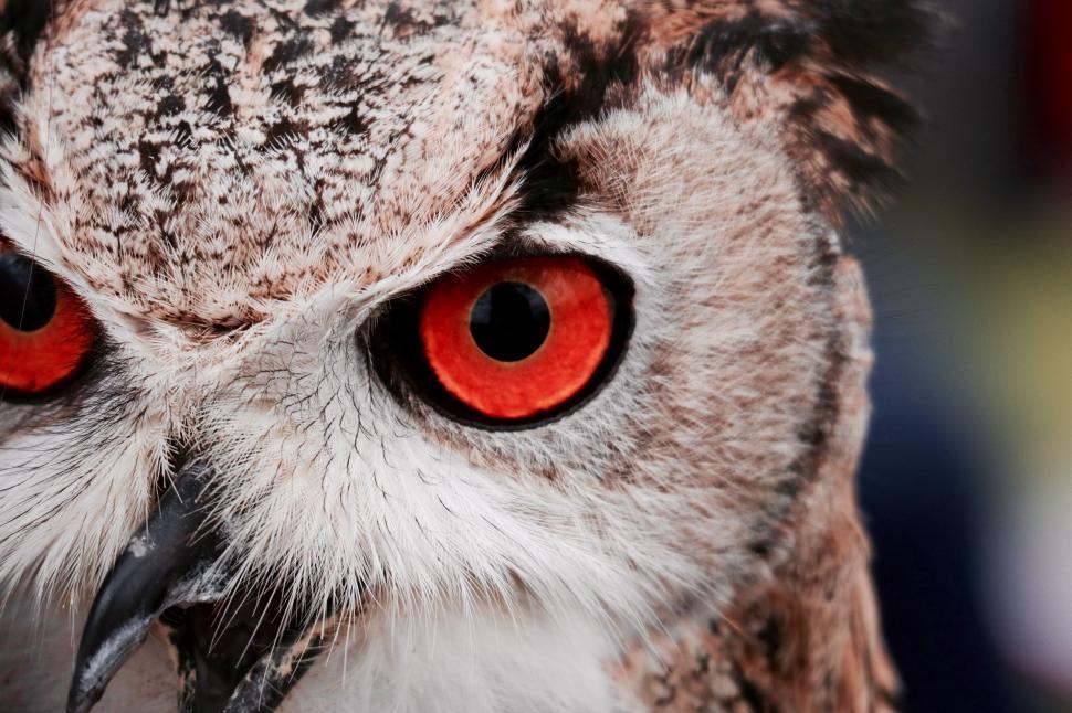 Free Image of Close Up of an Owl With Red Eyes 