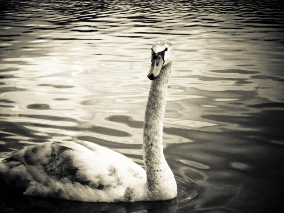 Free Image of Single swan 