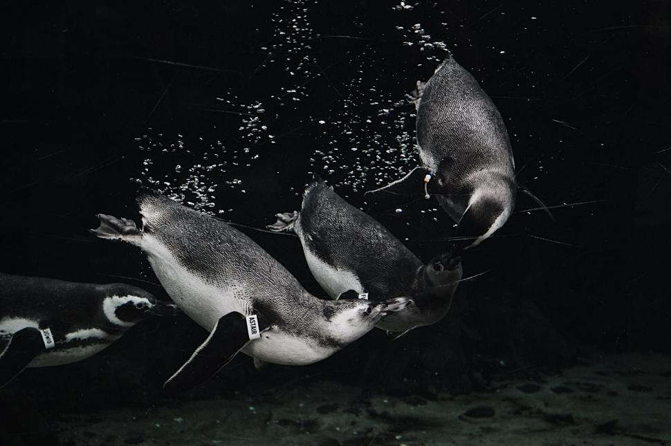 Free Image of Group of Penguins Swimming in the Water 