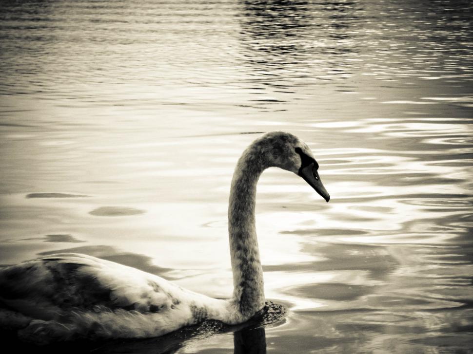 Free Image of Elegant swan on the lake 