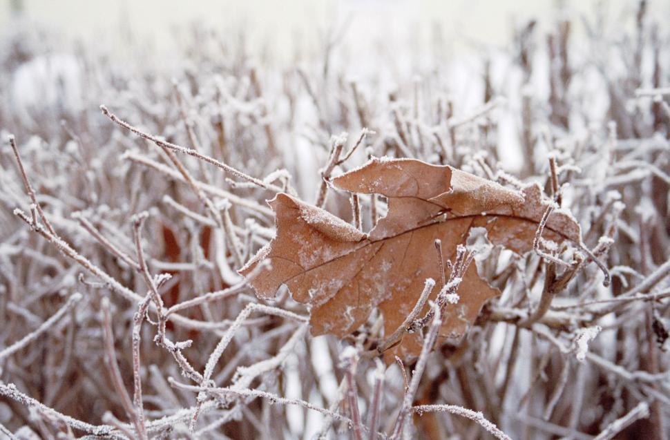 Free Image of Leaf Resting on Snow-Covered Branch 