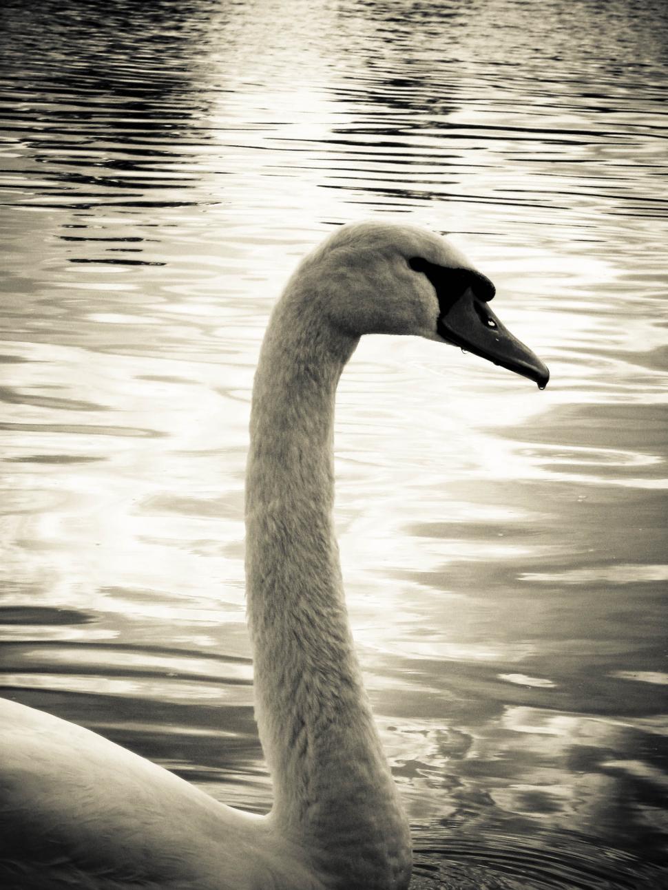 Free Image of One swan on the lake 