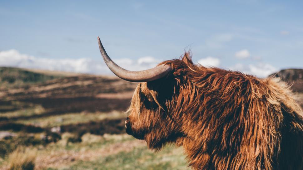 Free Image of Brown Cow With Long Horns Standing in a Field 
