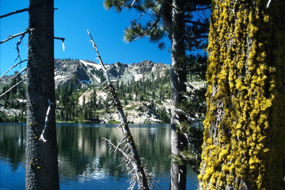 Free Image of Lake and Mountains with Pine Trees 