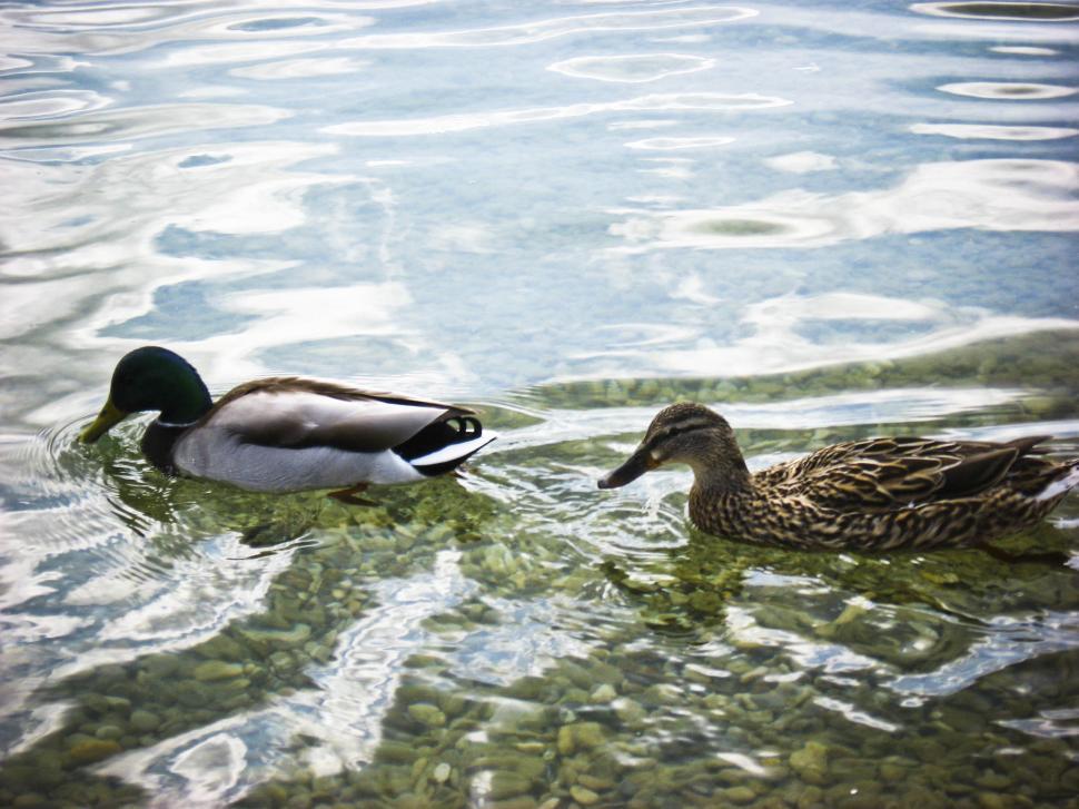 Free Image of Ducks on the water 