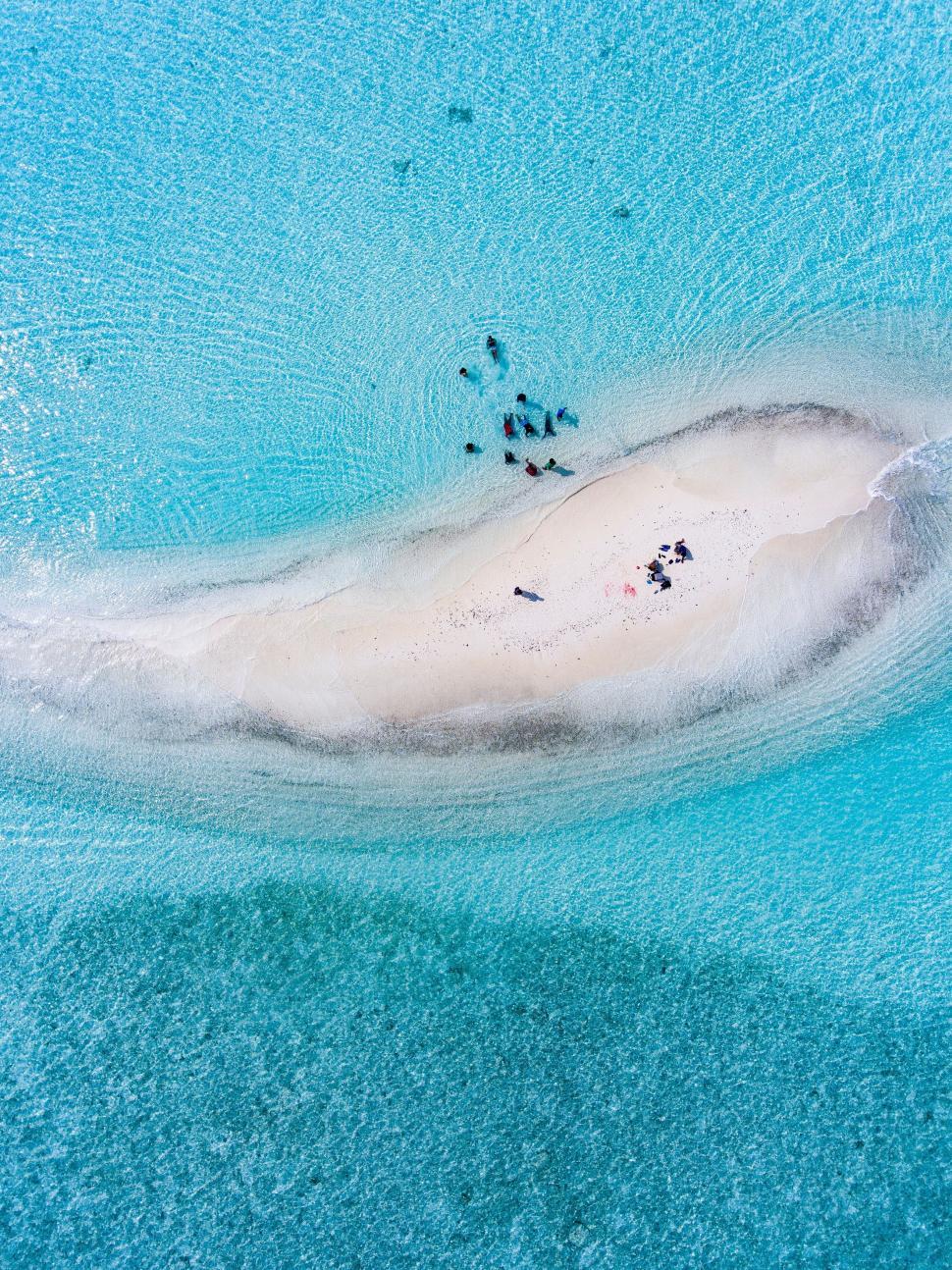 Free Image of ray stingray dugong sea cow aquatic mammal electric ray tiger shark fish water shark 