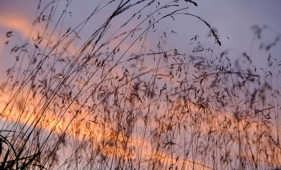 Free Image of Tall Grass Blowing in the Wind at Sunset 