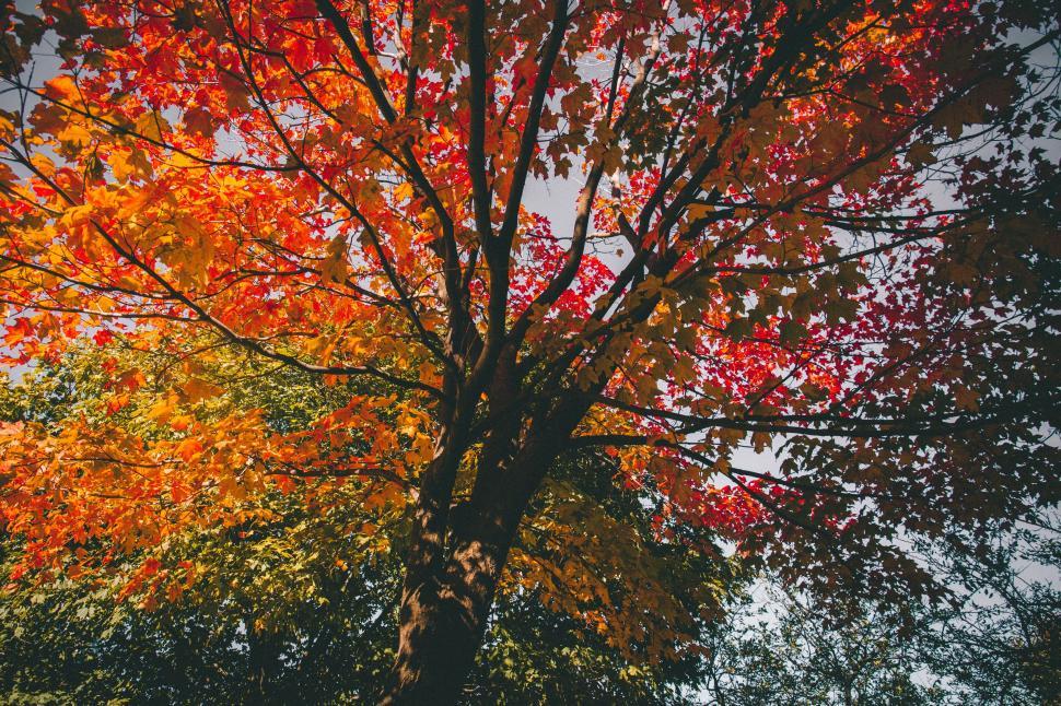 Free Image of Tree With Red, Yellow, and Green Leaves 