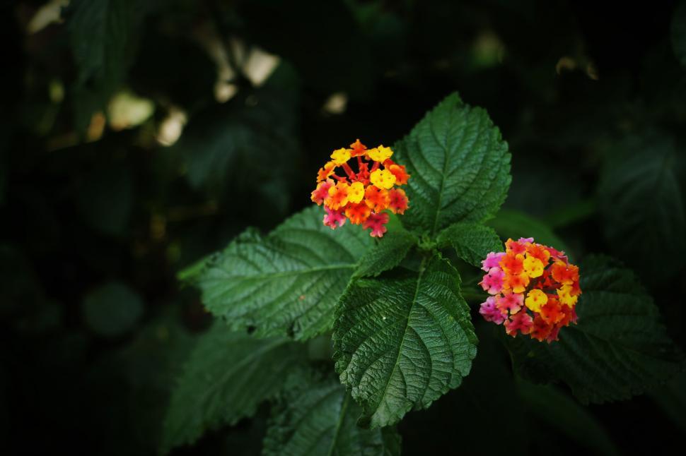 Free Image of Close Up of Plant With Orange and Yellow Flowers 